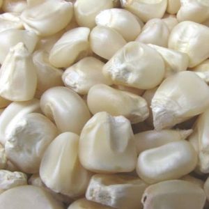 WHITE MAIZE