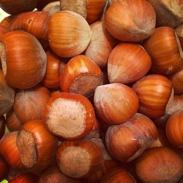 HAZELNUTS