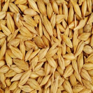 BARLEY GRAIN